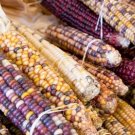 100pcs Fresh Seeds Carousel Popcorn Seeds Fresh Seed #TCHWB03