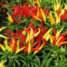20pcs Pepper Seeds Edible Chili's #TCHWB03