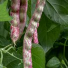 100pcs Fresh Seeds French Horticulture #TCHWB03