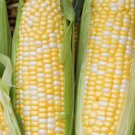 250pcs Fresh Seeds Peaches & Cream Sweet Corn #TCHWB03