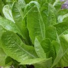 2000pcs Fresh Seeds Jericho Romaine Lettuce #TCHWB03