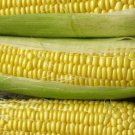 250pcs Corn Fresh Seeds Late Illini Extra Sweet #TCHWB03