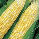 100pcs Fresh Seeds Jackpot Sweet Corn #TCHWB03