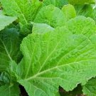 1600pcs Fresh Seeds Florida Broadleaf Mustard #TCHWB03