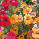 40pcs Fresh Seeds Carnival Mix Nemesia #TCHWB03