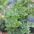 40pcs Fresh Seeds Bush Sugar Baby Watermelon #TCHWB03