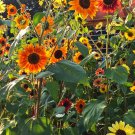 250pcs Fresh Flower Seeds Autumn Beauty Sunflowers #TCHWB03