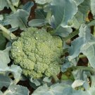 100pcs Fresh Seeds Emerald Crown Broccoli #TCHWB03