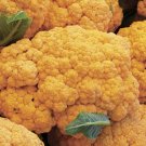 25pcs Fresh Seeds Cheddar Cauliflower #TCHWB03