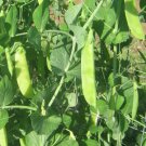 250pcs Fresh Seeds Mammoth Melting Sugar Pea #TCHWB03