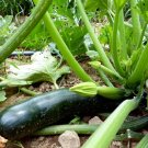 25pcs Fresh Seeds Black Beauty Zuchini #TCHWB03