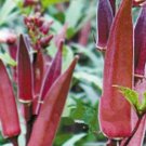 100pcs Fresh Seeds Red Burgundy Okra #TCHWB03