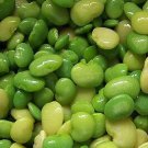 250pcs Fresh Seeds Eastland Baby Lima Bean Seeds #TCHWB03
