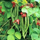 100pcs Fresh Seeds Scarlet Runner Bean #TCHWB03