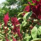 250pcs Fresh Seeds Amaranthus Red Garnet #TCHWB03