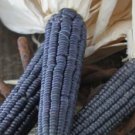 100pcs Fresh Seeds Blue Hopi Ornamental Corn #TCHWB03
