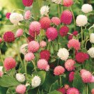 40pcs Flower Fresh Seeds Buddy Mix Gomphrena #TCHWB03