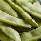 50pcs Fresh Seeds Bridgeton Baby Lima Bean #TCHWB03