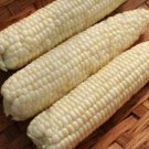 100pcs Fresh Seeds Illusion Sweet Corn #TCHWB03