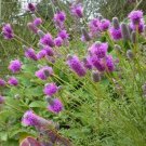 100pcs Fresh Seeds Purple Prairie Clover #TCHWB03