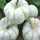 25pcs Fresh Seeds White Delight Pumpkin #TCHWB03