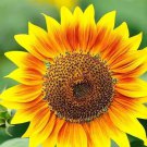 50pcs Fresh Seeds Pro Cut Red/Lemon Sunflower #TCHWB03