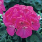 12pcs Flower Fresh Seeds Maverick Violet Geranium #TCHWB03