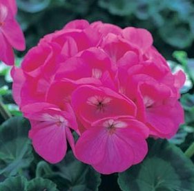 12pcs Flower Fresh Seeds Maverick Violet Geranium #TCHWB03