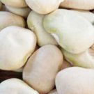50pcs Fresh Seeds Burpee Improved Lima Bean #TCHWB03