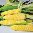 100pcs Fresh Seeds Sweetness Sweet Corn #TCHWB03