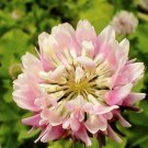 250pcs Fresh Seeds Strawberry Clover #TCHWB03