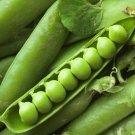 100pcs Fresh Seeds Lincoln Pea #TCHWB03