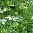 250pcs Fresh Seeds Herb Cumin #TCHWB03