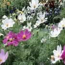 500pcs Fresh Seeds All Annual Wildflower #TCHWB03