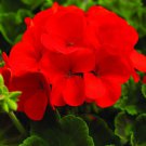 12pcs Flower Fresh Seeds Ringo Red Geranium #TCHWB03
