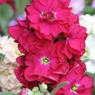 40pcs Fresh Seeds Stocks Vintage Mix #TCHWB03