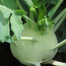 600pcs Fresh Seeds White Vienna Kohlrabi #TCHWB03