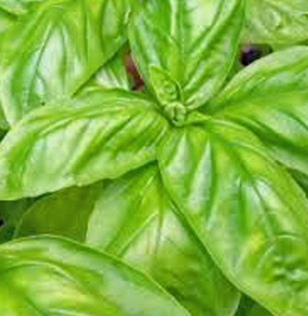 500pcs Fresh Seeds Basil Mixture #TCHWB03