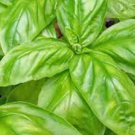 500pcs Fresh Seeds Basil Mixture #TCHWB03