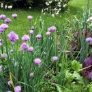 500pcs Fresh Seeds Common Chives #TCHWB03