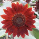 25pcs Fresh Seeds Velvet Queen Sunflowers #TCHWB03