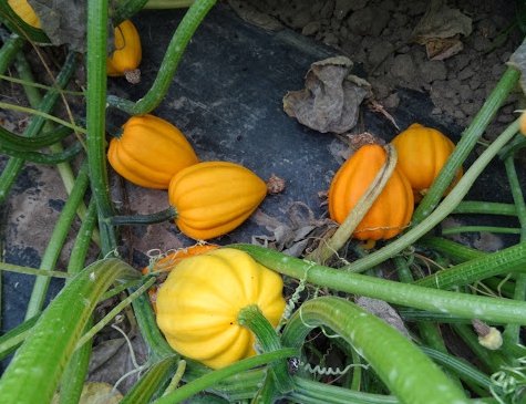 25pcs Fresh Seeds Table Gold Acorn Squash #TCHWB03