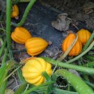 25pcs Fresh Seeds Table Gold Acorn Squash #TCHWB03