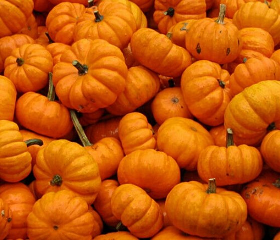 25pcs Fresh Seeds Jack Be Little Pumpkin #TCHWB03