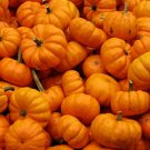 25pcs Fresh Seeds Jack Be Little Pumpkin #TCHWB03