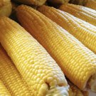 250pcs Fresh Seeds Incredible Sweet Corn #TCHWB03