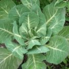 600pcs Fresh Seeds Morris Heading Collard #TCHWB03