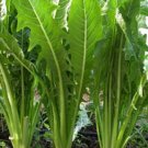 800pcs Fresh Seeds Emerald Catalogna Chicory #TCHWB03