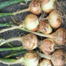 100pcs Fresh Seeds Walla Walla Onion #TCHWB03