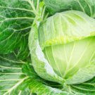 1000pcs Fresh Seeds Golden Acre Cabbage #TCHWB03